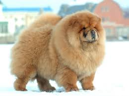 Википедия описывает чау-чау как породу собак среднего размера с очень давним потомком, родом из Северного Китая / Монголии / Сибири