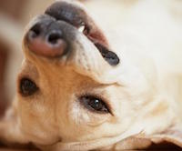 Зазвичай собака проводить уві сні від 12 до 13 годин щодня