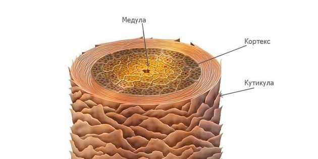 Волос людини складається з живильного стержня (медула), що додає міцність і еластичність кортекса і захисної кутикули (безлічі щільних лусочок на поверхні)