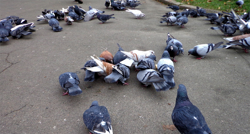 Вуличні голуби ніколи не переведуться, так як їм досить набити зоб один раз на добу до відмови