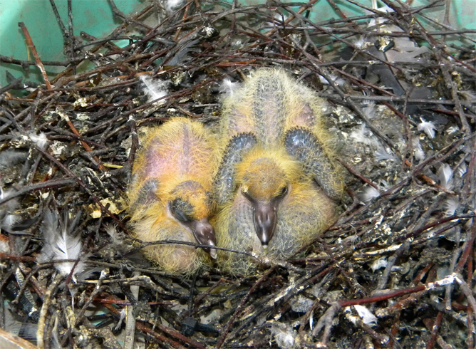 Маленькі голубочки чомусь вилуплюються строго до полудня, а самки відкладають яйця відразу після трьох годин дня