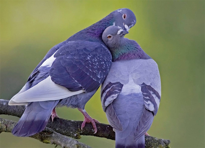 Починається залицяння з того, що самець в'ється навколо голубки, надувши зоб і розпушивши хвіст